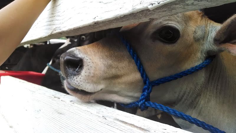 Enchanted Lakes Renaissance Faire